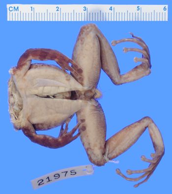 Media type: image; Herpetology A-21975